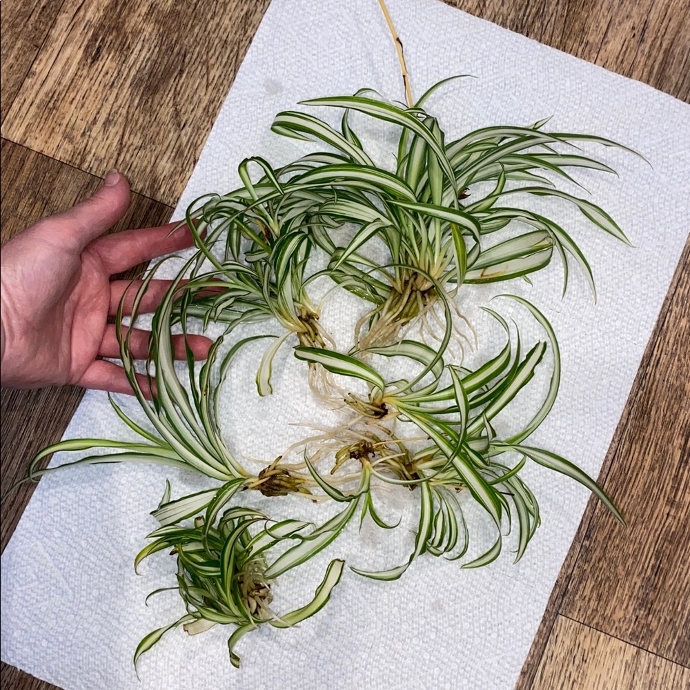 Variegated Spider Plant Babies: 6 (SIX)